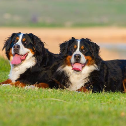 Bernese Mountain Dogs lying in grass