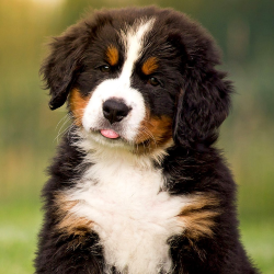 Bernese Mountain Dog puppy